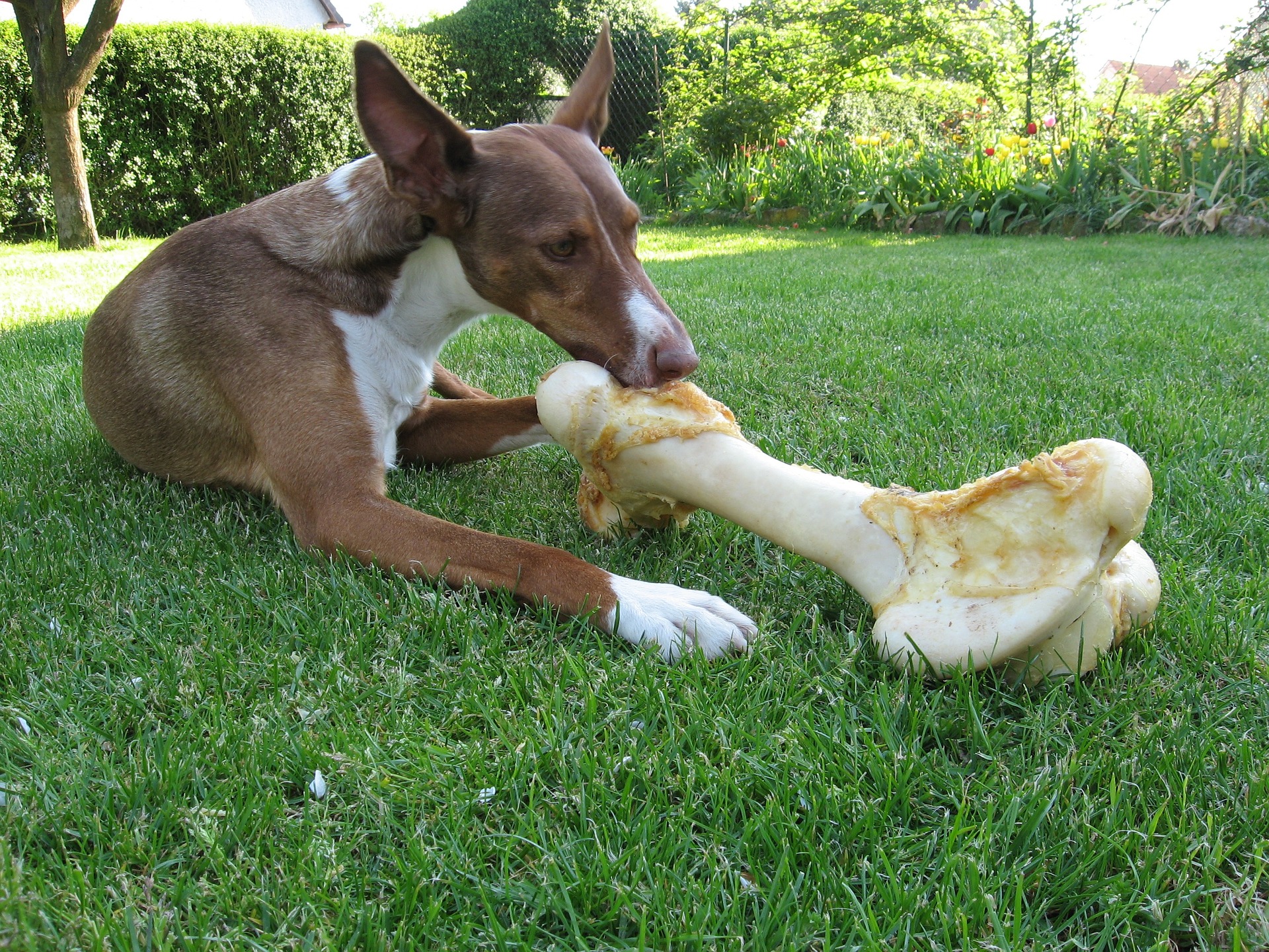 A kutya táplálása - Állatorvosi Rendelő Pécs